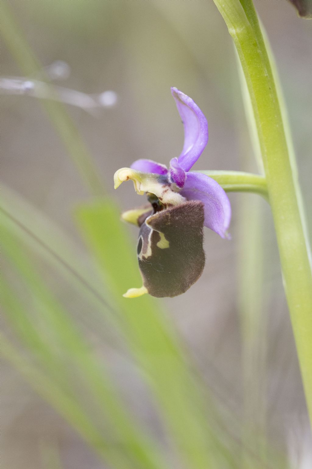 Ophrys subseries Holosericeae